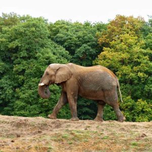 Экскурсия в зоопарк Туари
